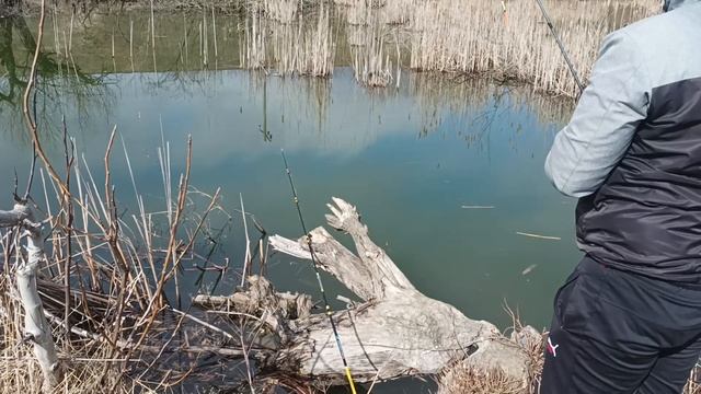РЫБАЛКА на карася маховой удочкой ... Хорошая компания и черепахи смотреть онлайн