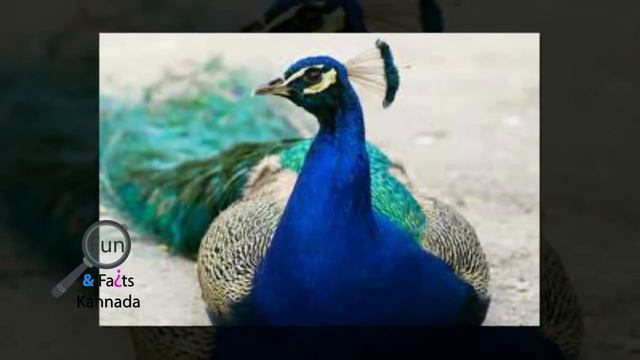 ಗಂಡು ನವಿಲಿನ ಕಣ್ಣಿರು ಕುಡಿದು ಹೆಣ್ಣು ನವಿಲು ಮರಿ ಹಾಕುತ್ತೆ... ಹೇಗೆ ಗೊತ್ತಾ... ಈ ವಿಡಿಯೋ ನೋಡಿ | Unknown Fact смотреть онлайн