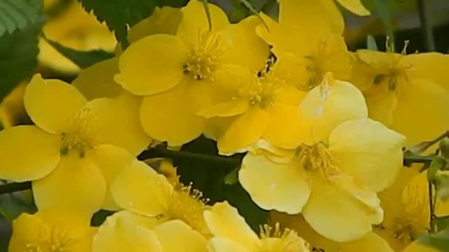 古今和歌集 / The Kokinshû. Spring Poems. Part II, 123 / Весенние песни. Сувий 2 (KKS II, 123) смотреть онлайн
