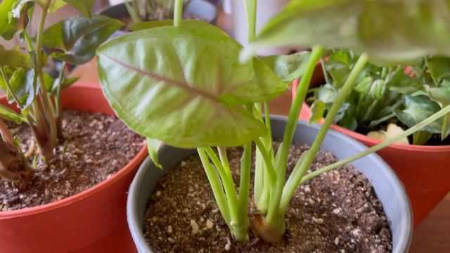 Syngonium Plant Dwarf Variety,syngonium का पौधा उगाने के फायदे#indoorplants#airpurifier#tabletop