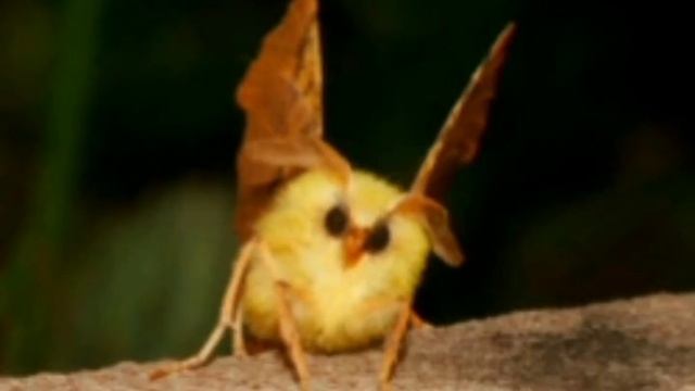 All Moth's are cute смотреть онлайн
