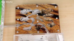 Великое переселение муравьев Жнецов!  Все оказалось не так просто! alex boyko