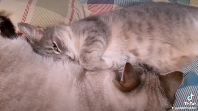 надобраніч)) смотреть онлайн