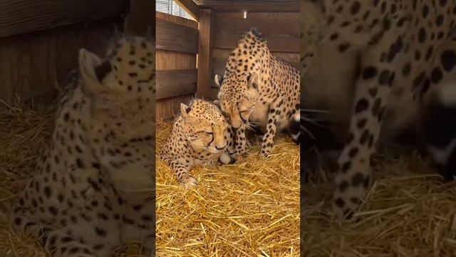 Пара гепардиков... и мяукают, и мурчат как котики, а еще очень любят друг друга... смотреть онлайн