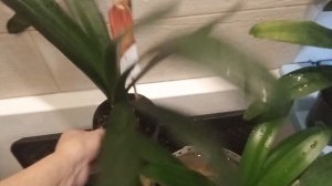 как избавиться от мучнистого червеца на кливиях, подойдет для гиппов, орхидей.