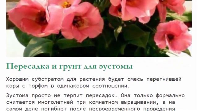 Эустома: посадка и уход в домашних условиях полив пересадка смотреть онлайн