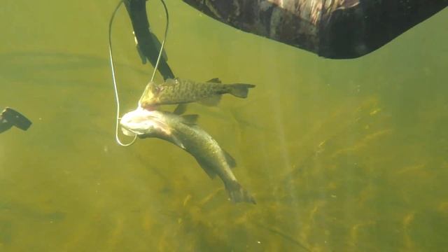 Подводная охота - открываем сезон - Окунь на сковороде, как жарить окуня Снято на DJI osmo action смотреть онлайн