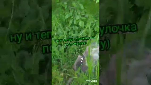 Гуляем на даче ❤️,Cat Vlog (Говорящая кошка Алиса) а вы любите дачу? смотреть онлайн