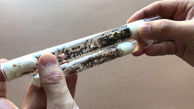 НАЧИНАЮ С ЧИСТОГО ЛИСТА. САМЫЕ БОЛЬШИЕ И САМЫЕ ЯРКИЕ ЖНЕЦЫ смотреть онлайн