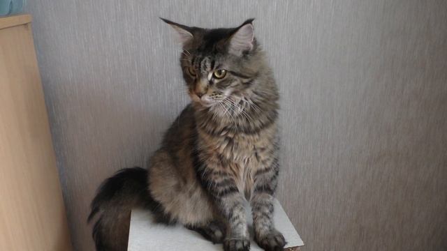 беременность кошек по неделям, наш опыт / сколько мы родим малышей? смотреть онлайн