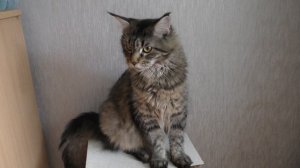 беременность кошек по неделям, наш опыт / сколько мы родим малышей?