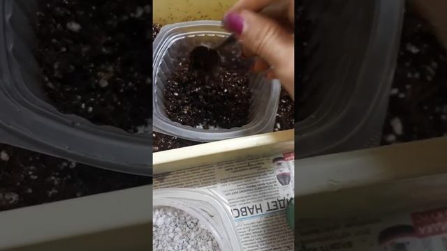 Адениумы/ пикировка сеенцев адениума смотреть онлайн