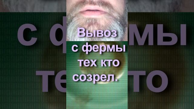 Вывоз с фермы тех кто созрел. смотреть онлайн