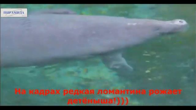 УДИВИТЕЛЬНЫЕ КАДРЫ! Рождение детеныша редкой ЛАМАНТИНЫ! СМОТРЕТЬ ДО КОНЦА! смотреть онлайн