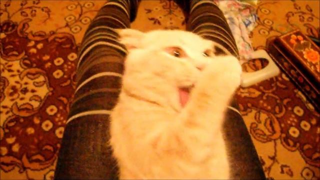 У кота выпал зуб))).wmv смотреть онлайн