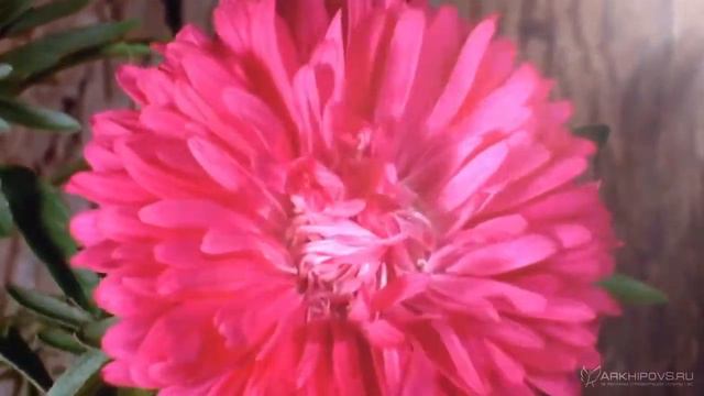 Поздравление с 8 Марта смотреть онлайн