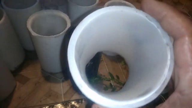 Эксперимент продолжается. Добавленны новые растения.  Суть эксперимента плодоносить не плодоносные.