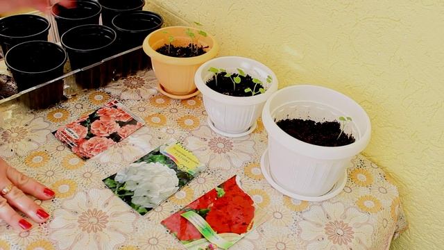 Пеларгония(герань) из семян. [Надежда и Мир] смотреть онлайн