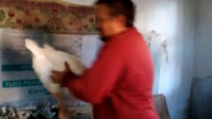 Гадкий гусенок или правильно выбираем гусака на племя.