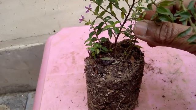 How to grow CUPHEA HYSSOPIFOLIA / FLASE HREATER / ELFIN HERB in (Hindi and Urdu) смотреть онлайн
