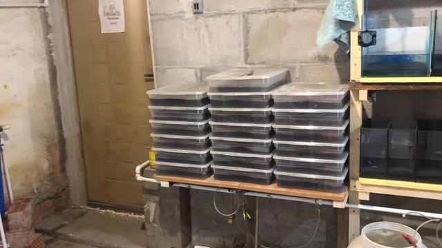 Ферма аквариумных рыб. Немного ответов на вопросы и краткий обзор