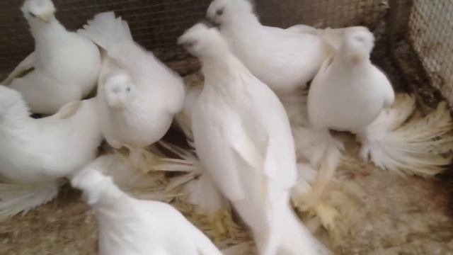 БЕЛЫЙ ДВУХЧУБЫЙ ГОЛУБЬ / PIGEONS / TAUBE