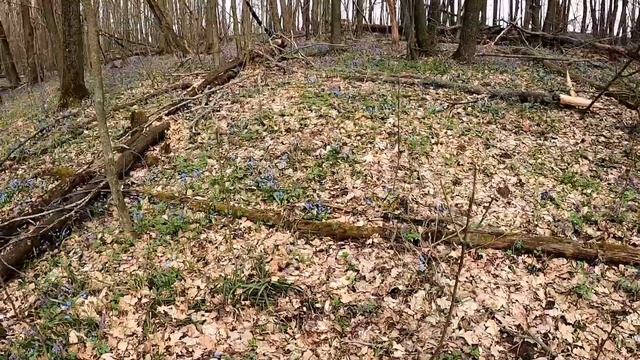 Валежник Дуба - дрова или стройматериал. Прогулка в Дубовом лесу. смотреть онлайн