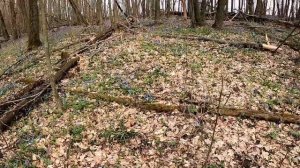 Валежник Дуба - дрова или стройматериал. Прогулка в Дубовом лесу.