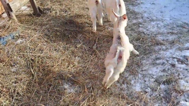 Вычесала новеньких,удивили они меня.Погода весь день удивляла!У Лайта всё не по плану. смотреть онлайн