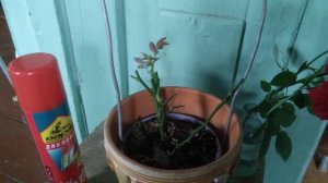 Паутинный Клещ на комнатной розе. Избавляемся быстро и эффективно.