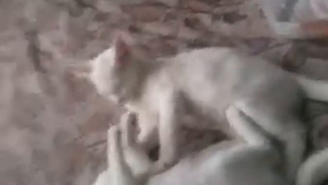 Айс и Вайс смотреть онлайн
