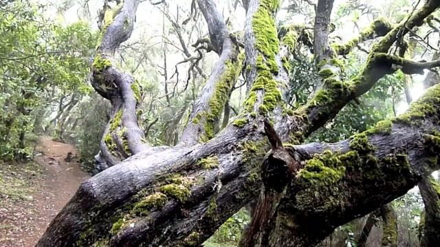 Garajonay-La Gomera смотреть онлайн