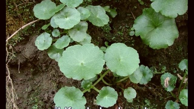 Navelwort | Umbilicus rupestris | UK Wild Foods | Foraging UK | foraging TIMES смотреть онлайн