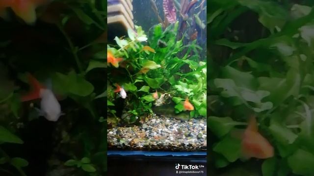 риукин оранда и их малек смотреть онлайн