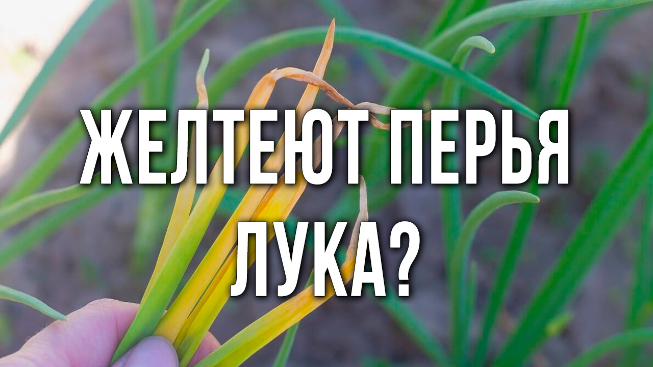 Желтеют перья лука. Что делать? Если желтеет перо лука.
