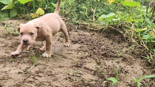 #55days#Americanbully #cardo#stella смотреть онлайн