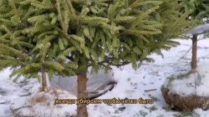 Как подстричь ель / как правильно обрезать ель / стриженная ель / обрезка елей