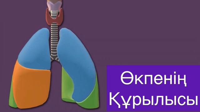 ӨКПЕ АНАТОМИЯСЫ | ҚҰРЫЛЫСЫ , ҚЫЗМЕТІ | ТЫНЫС АЛУ ЖҮЙЕСІНЕ ШОЛУ смотреть онлайн