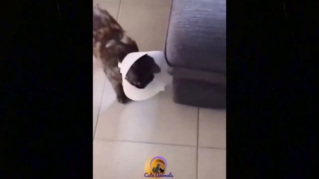 Top Funny Cat Videos Of The Weekly | Best Funny Cat Videos 2021 | by Cute Animal смотреть онлайн