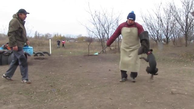 Паттердейл терьер Никон 6,5 месяцев. смотреть онлайн