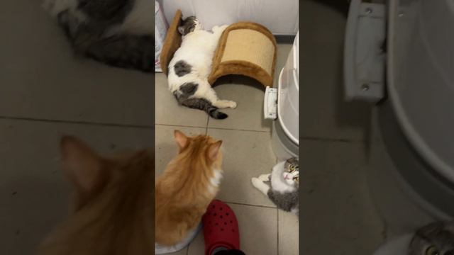 Котаны 🤗 смотреть онлайн