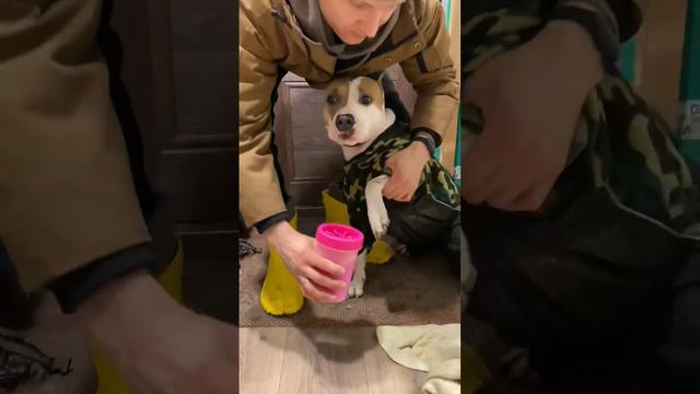 Тестируем лапомойку для Амстафф #amstaff #staff #shortvideo #shortvideo #k9 смотреть онлайн