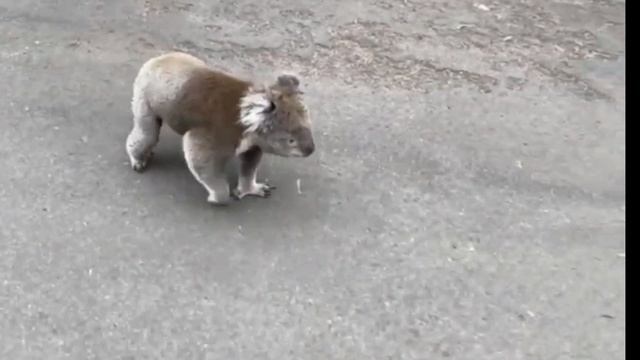 Коала - в поисках любви. приколы смотреть онлайн