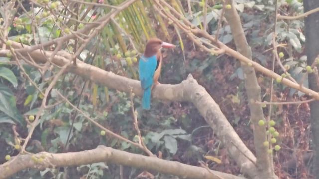 White throated kingfisher Halcyon smyrnensis perched on Ficus racemosa in Mapusa (4) смотреть онлайн