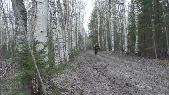 ОХОТА НА ЗАЙЦА .Русские гончие Набат вл. Шатров Е.А. и Лайма 1год 3 мес. вл. Шатров В.А.