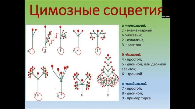 Цветки и соцветия 3 часть. 21 урок по онлайн-кружку "Ботаника". смотреть онлайн