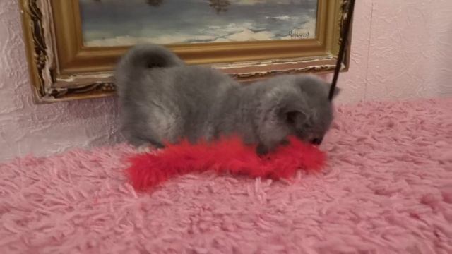 Голубо-кремовый экзотический короткошерстный котенок на продажу Exotic Shorthair Kitten For Sale