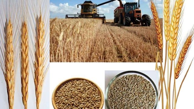 Хлеб всему голова, гр 4 смотреть онлайн