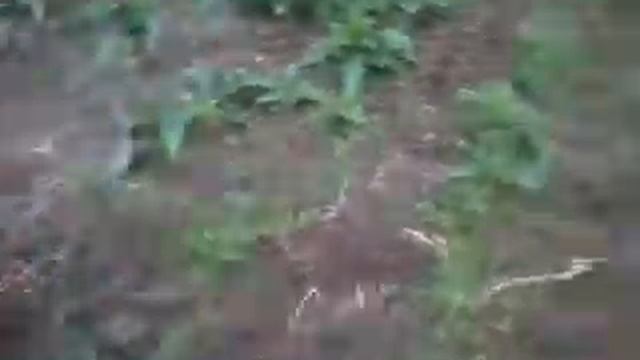 Такса. Вот так мы копаем огород. Кострома. смотреть онлайн