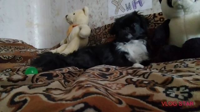 Плюсы и Минусы Японского Хина смотреть онлайн